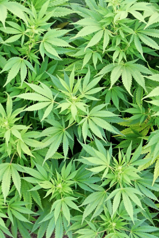 Das Cannabis Plant Wallpaper 320x480