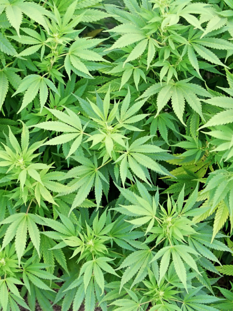 Cannabis Plant screenshot #1 480x640