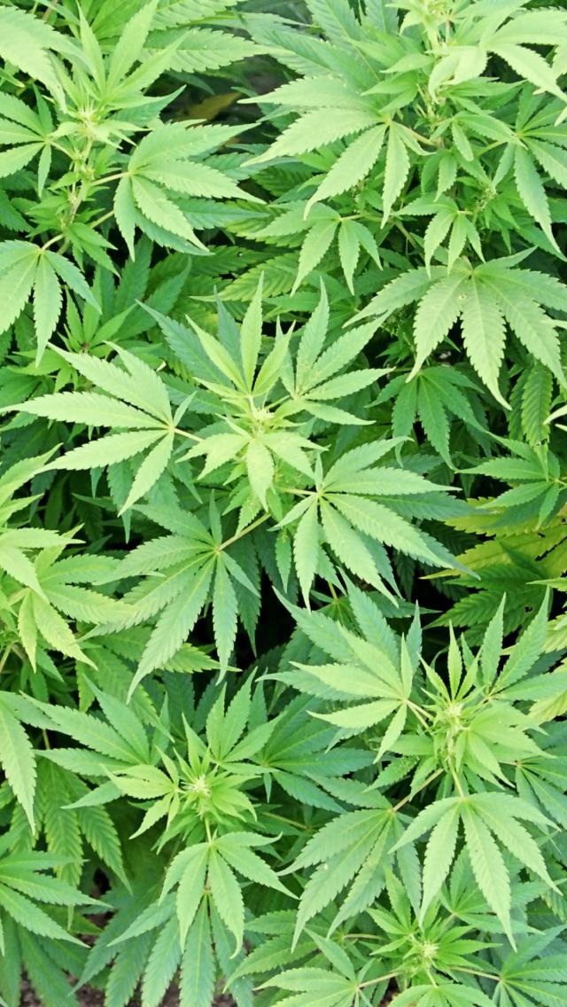 Das Cannabis Plant Wallpaper 640x1136