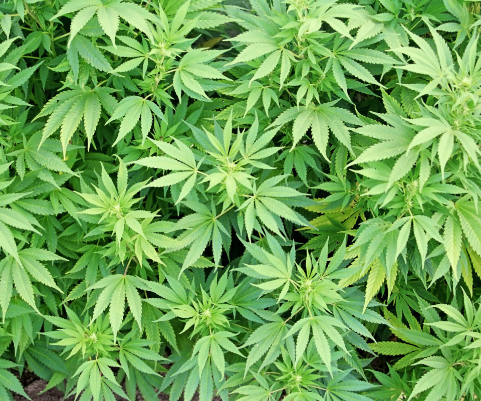Das Cannabis Plant Wallpaper 960x800
