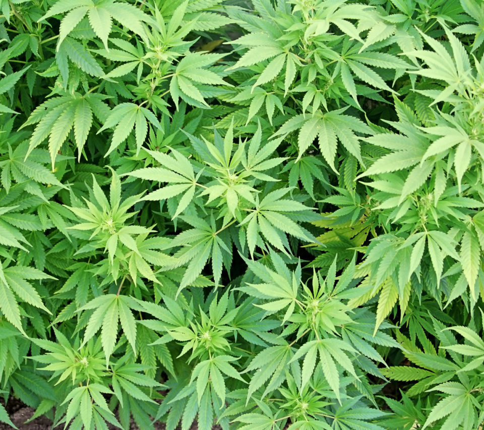 Screenshot №1 pro téma Cannabis Plant 960x854