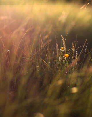 Grass - Obrázkek zdarma pro 768x1280