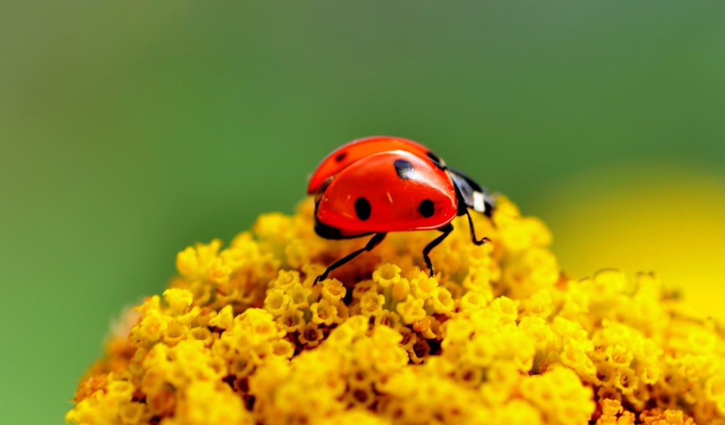 Screenshot №1 pro téma Ladybug On Yellow Flower 1024x600