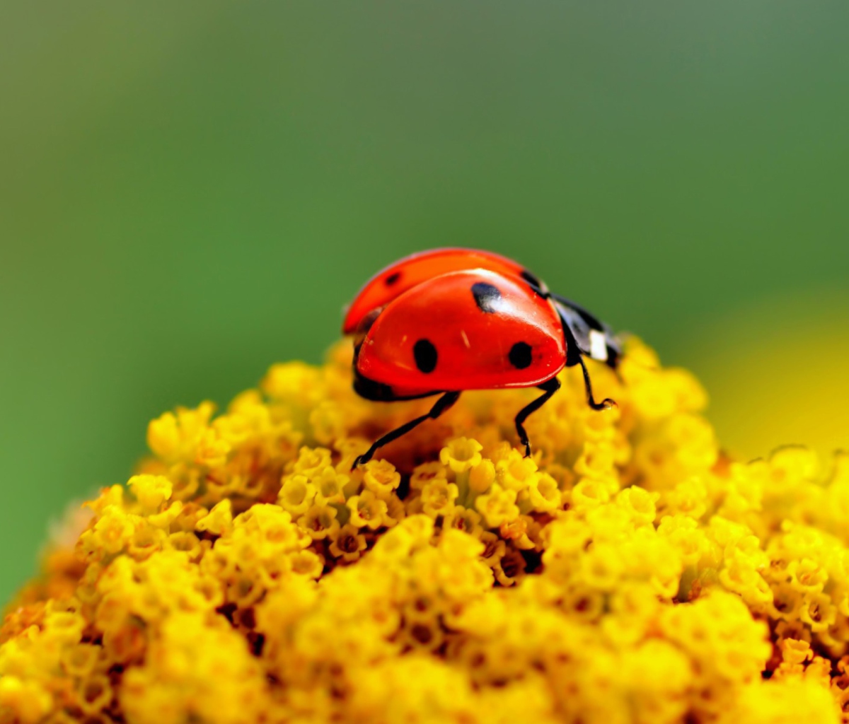 Screenshot №1 pro téma Ladybug On Yellow Flower 1200x1024