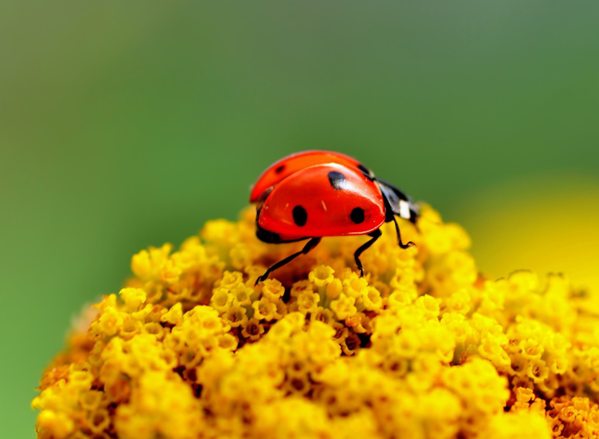 Screenshot №1 pro téma Ladybug On Yellow Flower 1920x1408