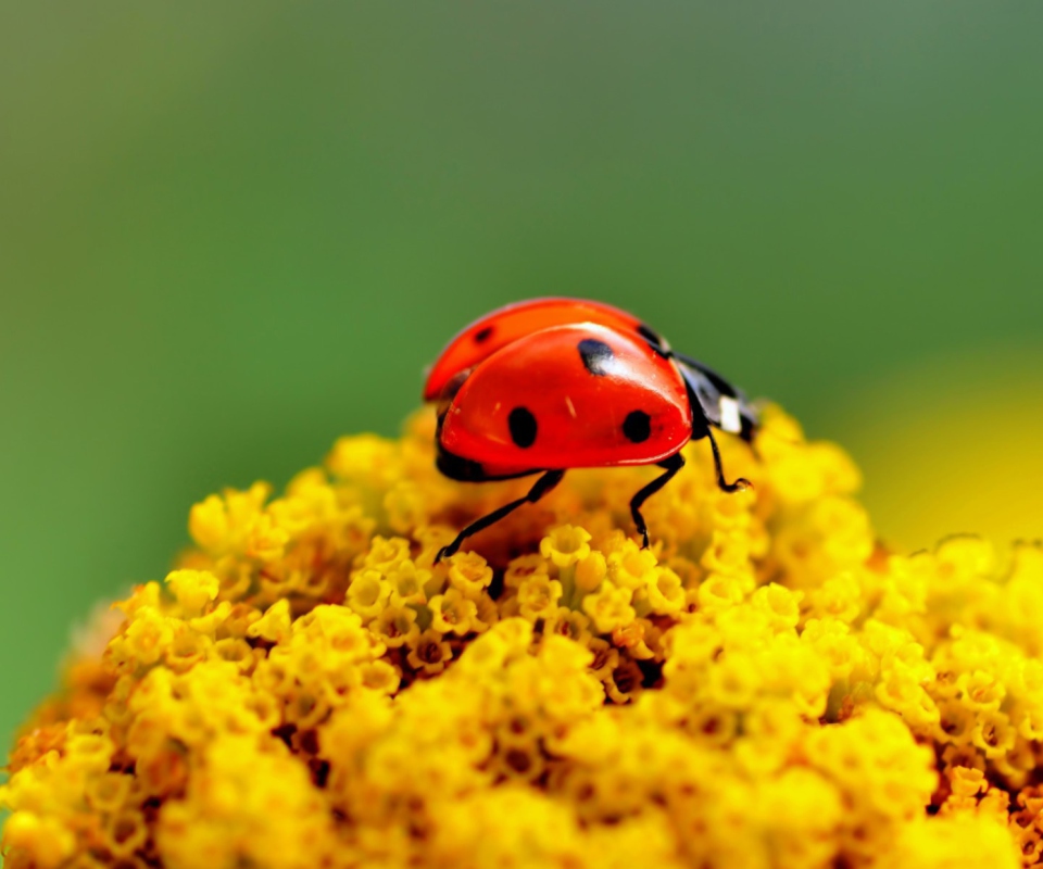 Обои Ladybug On Yellow Flower 960x800