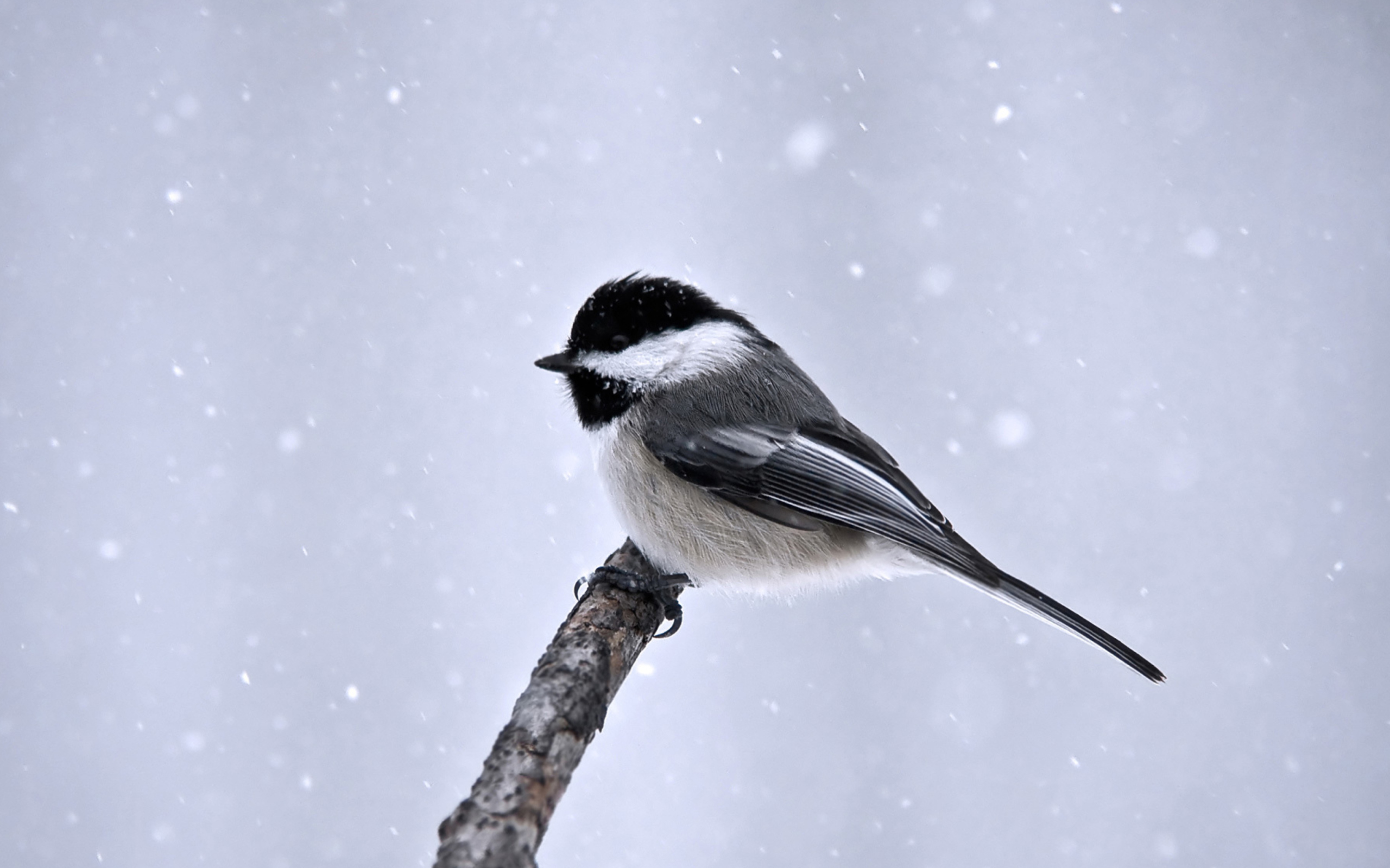 Screenshot №1 pro téma Titmouse Bird 2560x1600