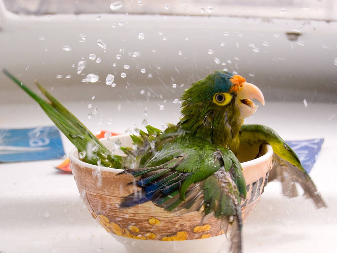 Happy Parrot Having A Bath wallpaper 1152x864