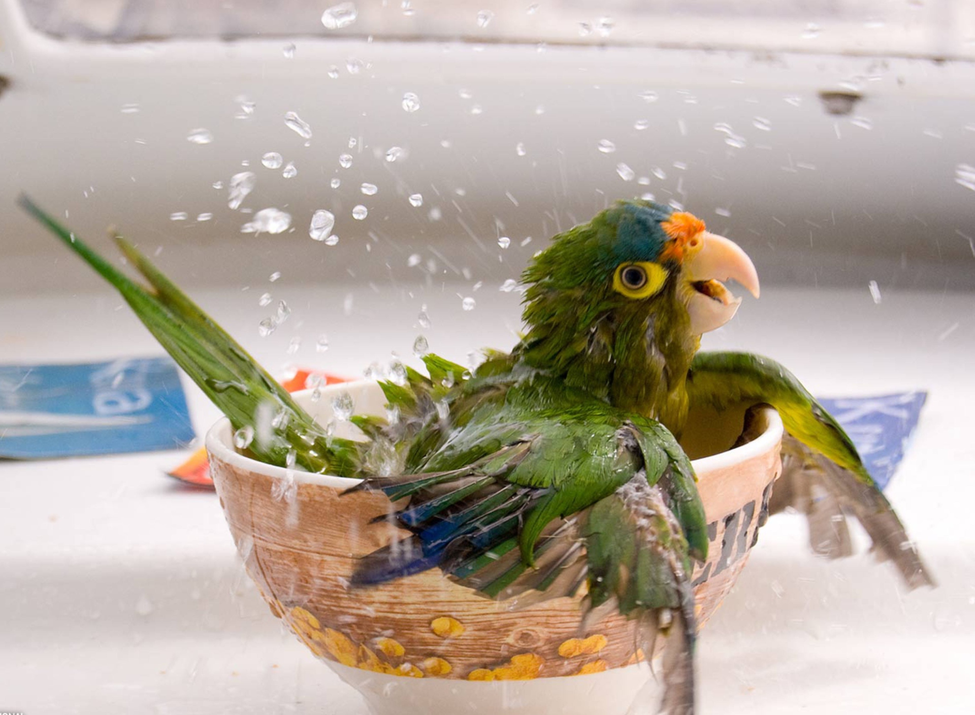Sfondi Happy Parrot Having A Bath 1920x1408
