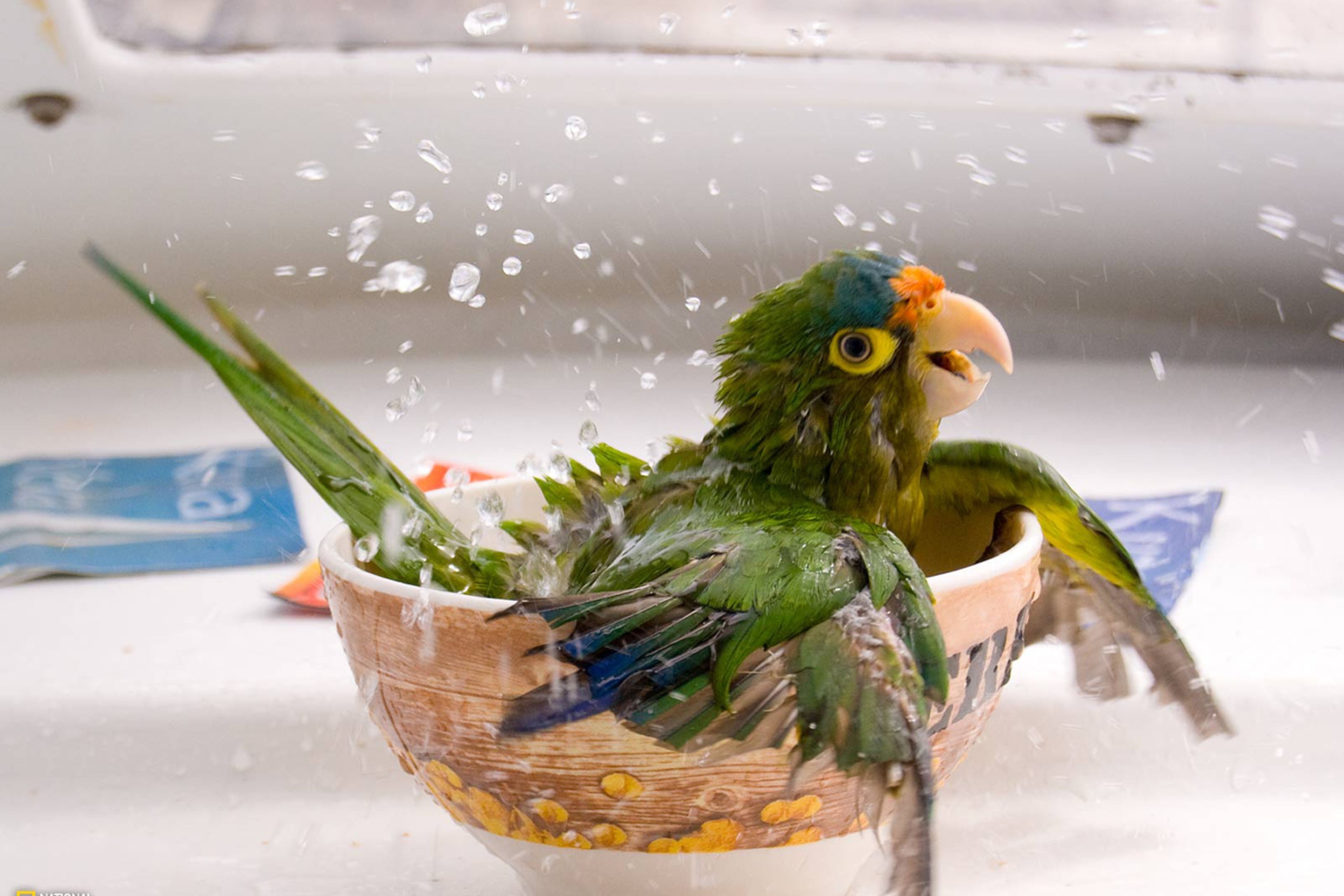 Sfondi Happy Parrot Having A Bath 2880x1920