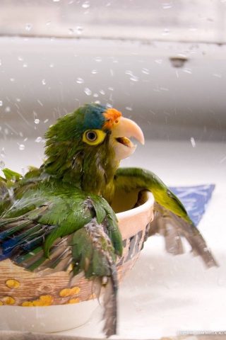 Happy Parrot Having A Bath screenshot #1 320x480