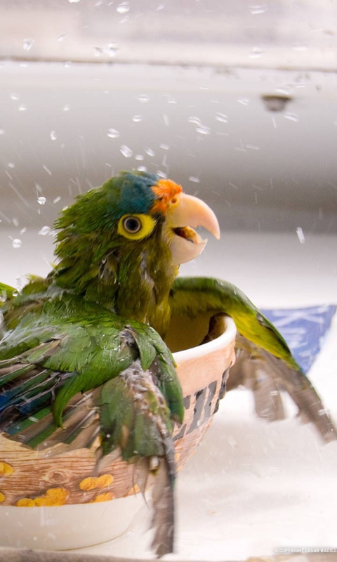 Обои Happy Parrot Having A Bath 480x800