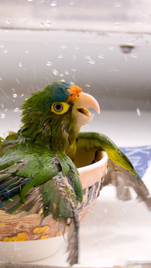Das Happy Parrot Having A Bath Wallpaper 640x1136