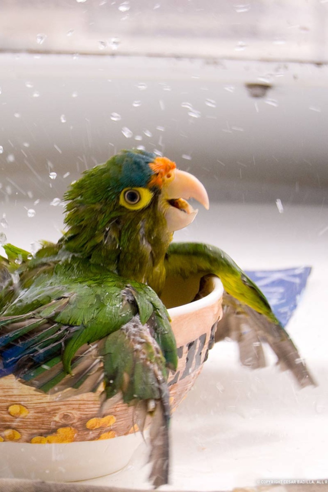 Обои Happy Parrot Having A Bath 640x960
