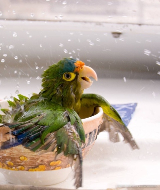 Happy Parrot Having A Bath - Obrázkek zdarma pro 480x640
