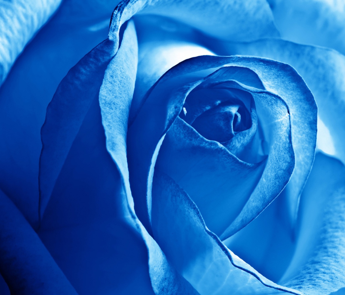 Fondo de pantalla Blue Rose 1200x1024