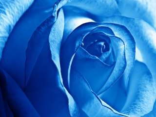 Обои Blue Rose 320x240