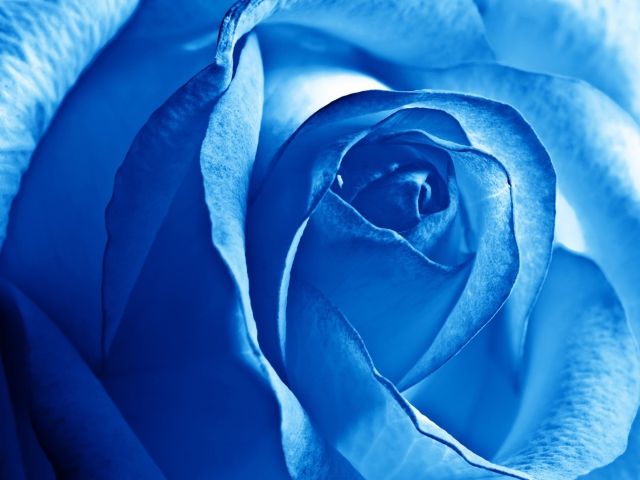 Das Blue Rose Wallpaper 640x480