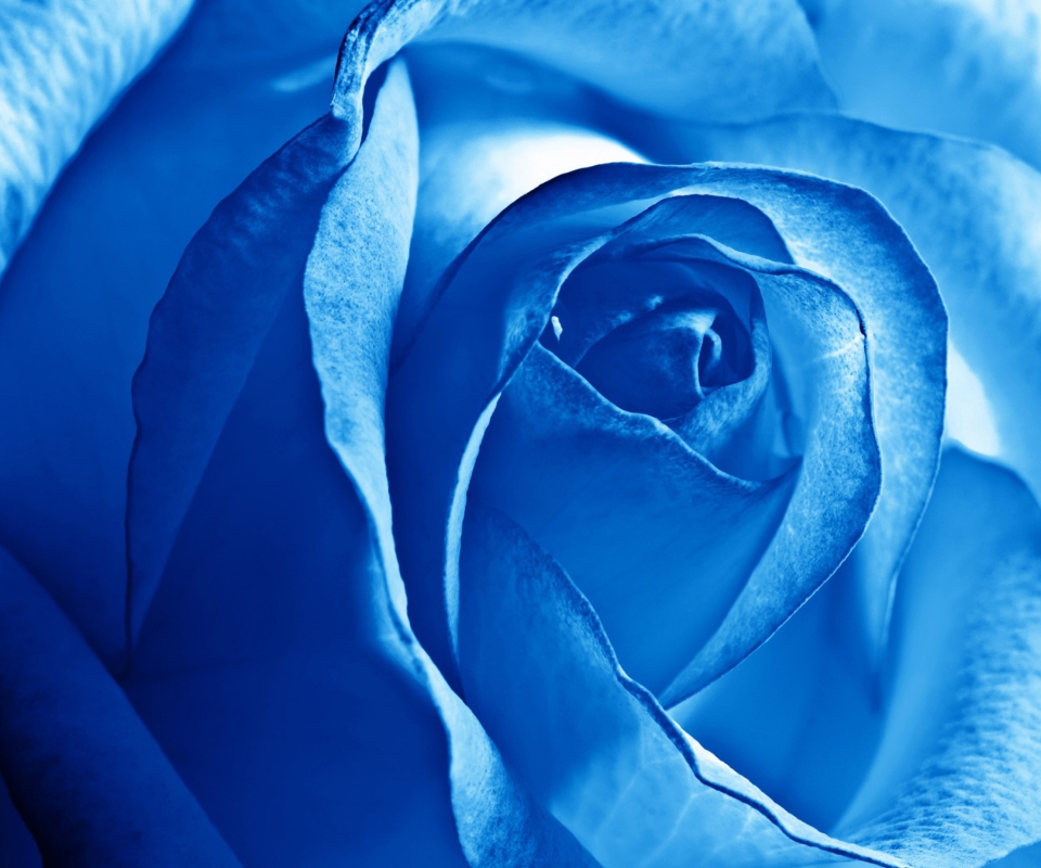 Blue Rose screenshot #1 960x800