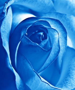 Kostenloses Blue Rose Wallpaper für Nokia C2-01