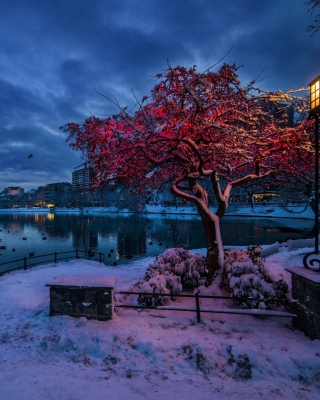 Norwegian city in January sfondi gratuiti per 768x1280