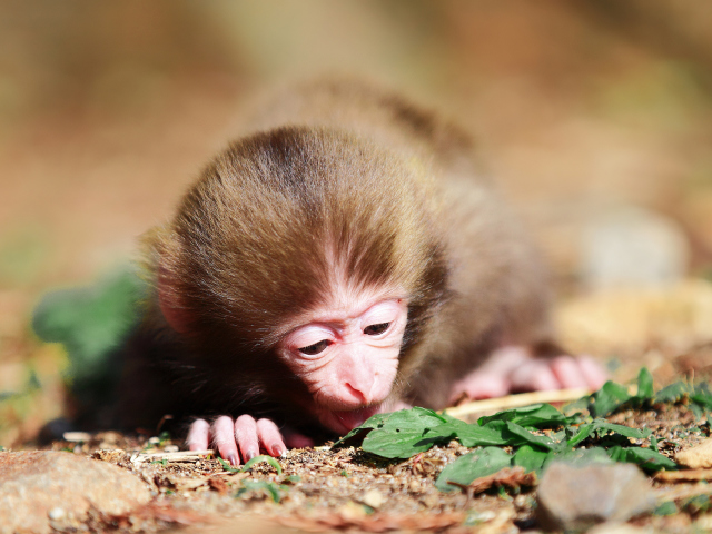 Cute Little Monkey screenshot #1 640x480