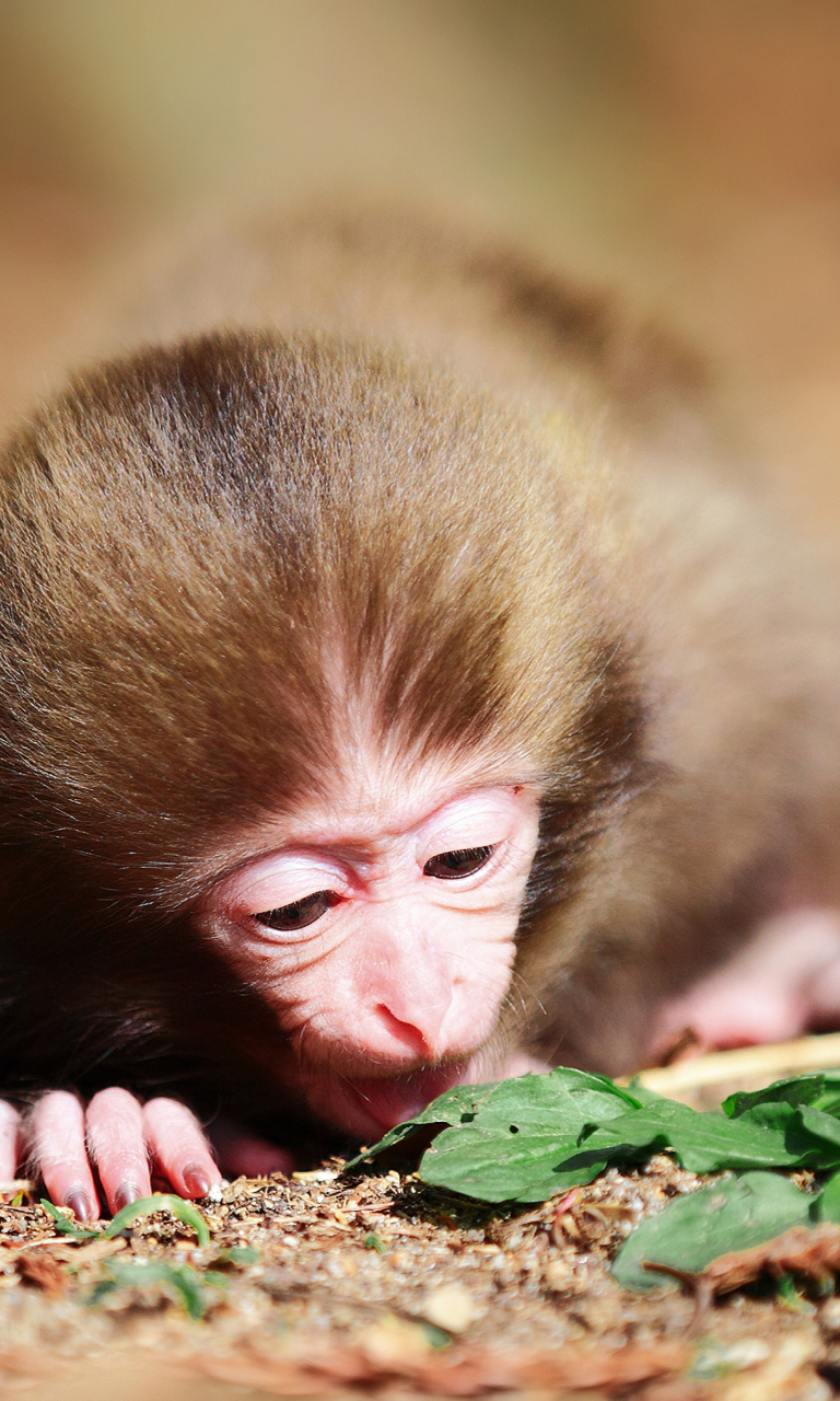 Das Cute Little Monkey Wallpaper 768x1280