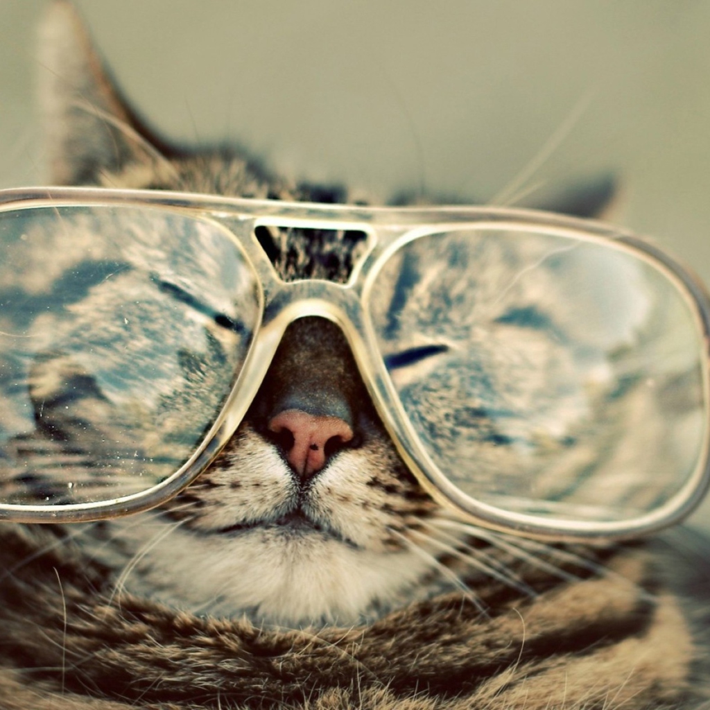 Обои Funny Cat With Glasses 1024x1024