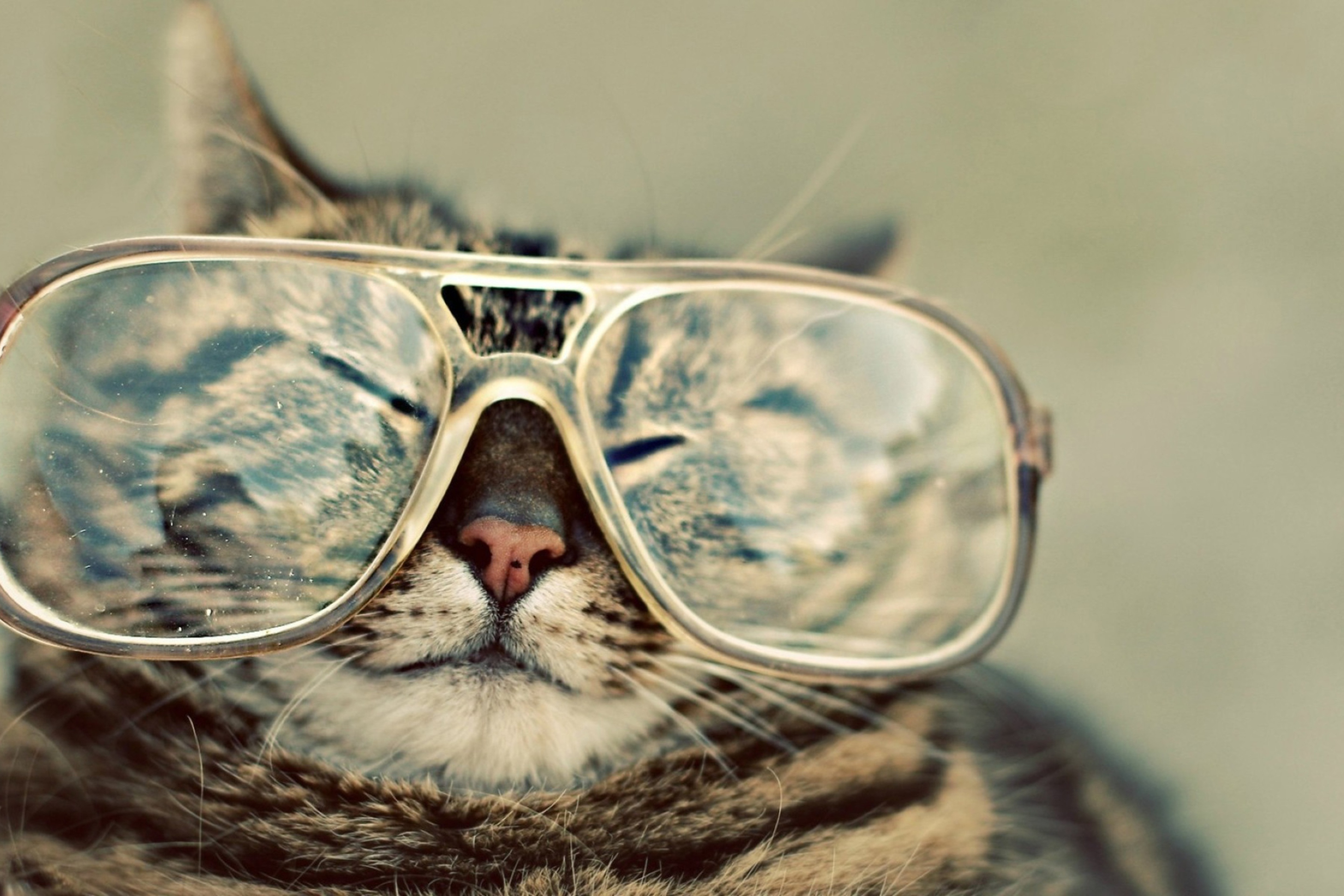 Screenshot №1 pro téma Funny Cat With Glasses 2880x1920