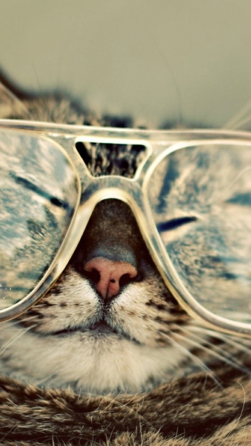 Funny Cat With Glasses wallpaper 360x640