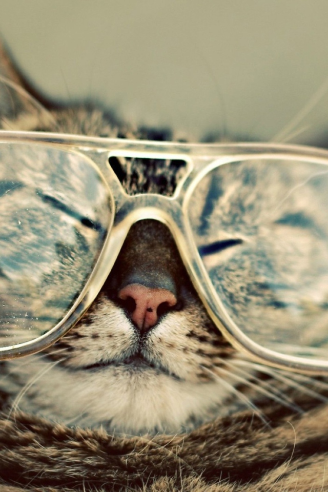Das Funny Cat With Glasses Wallpaper 640x960