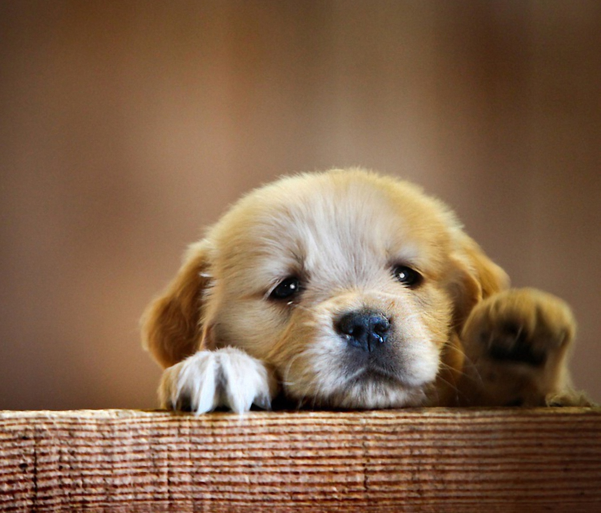 Обои Cute Little Puppy 1200x1024