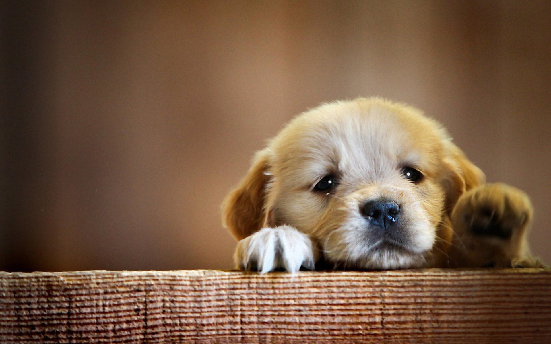 Sfondi Cute Little Puppy 1920x1200