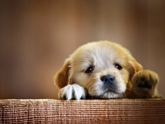 Cute Little Puppy wallpaper 640x480
