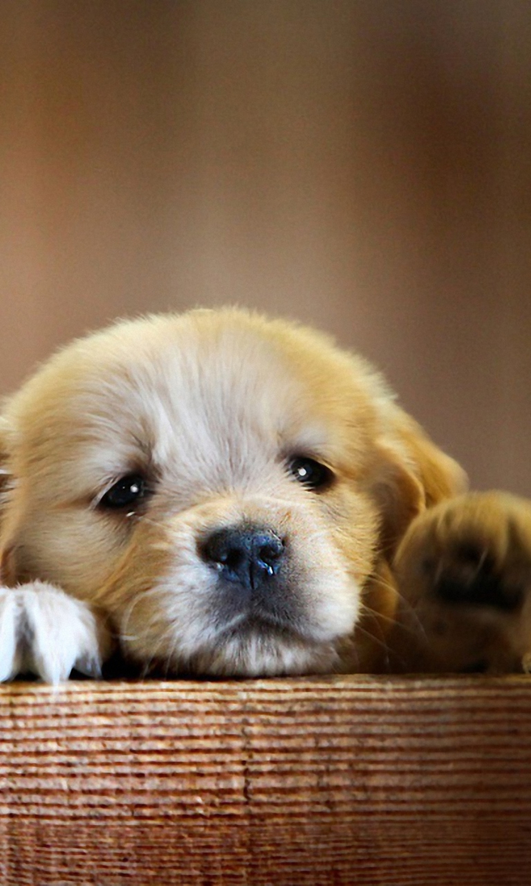 Cute Little Puppy screenshot #1 768x1280
