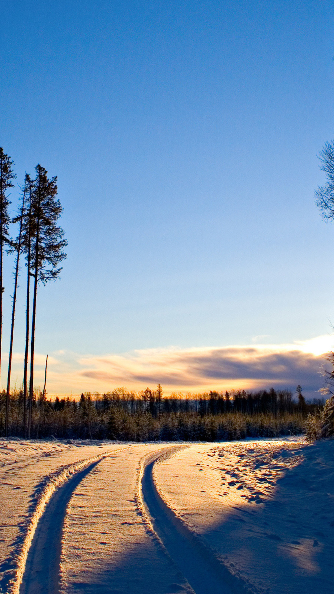 Screenshot №1 pro téma January Forest in Snow 1080x1920