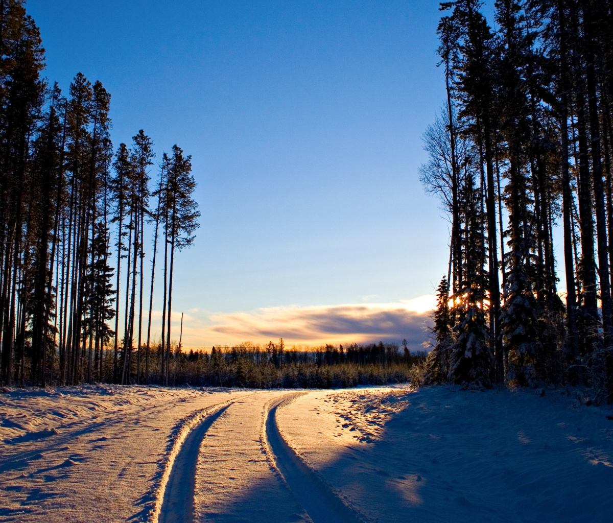 Das January Forest in Snow Wallpaper 1200x1024