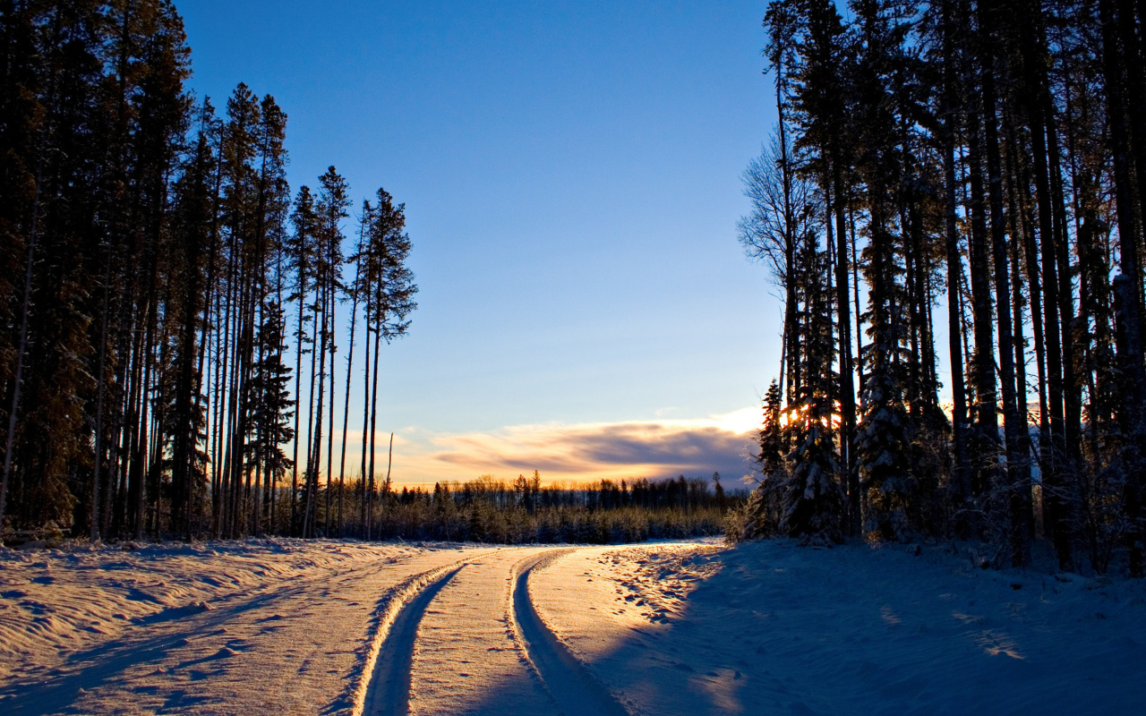 Обои January Forest in Snow 1280x800