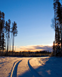 Das January Forest in Snow Wallpaper 128x160