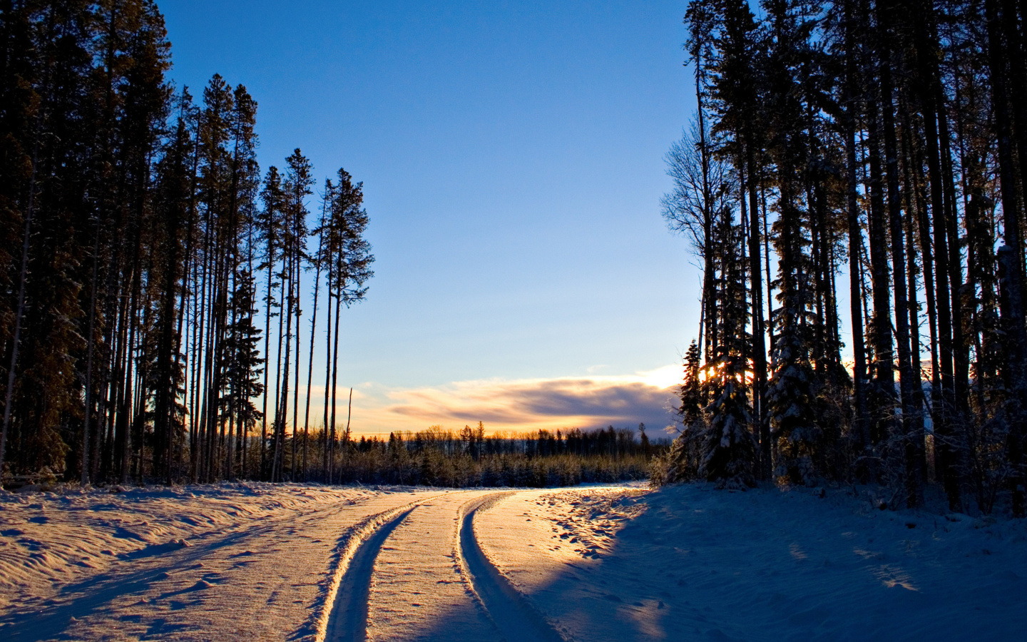 Sfondi January Forest in Snow 1440x900
