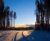 Das January Forest in Snow Wallpaper 176x144