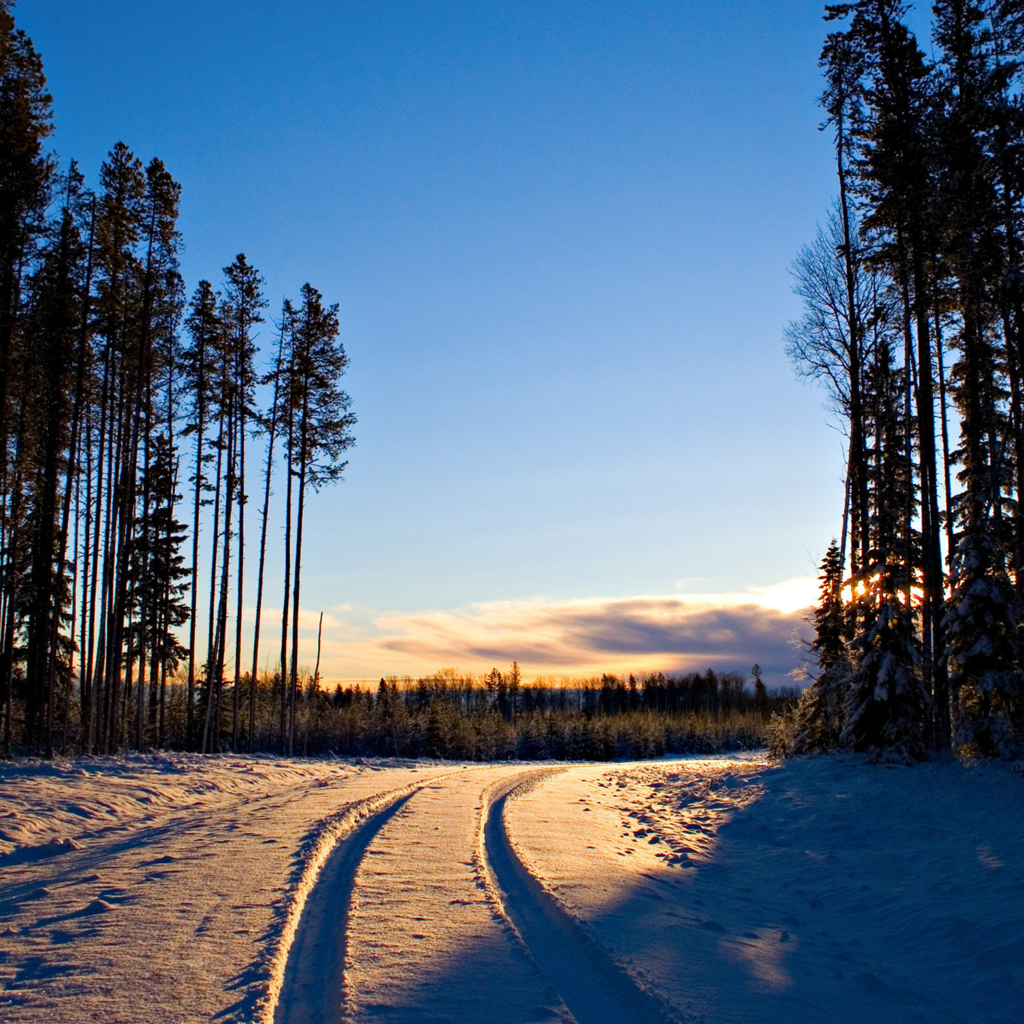 Das January Forest in Snow Wallpaper 2048x2048