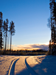Fondo de pantalla January Forest in Snow 240x320