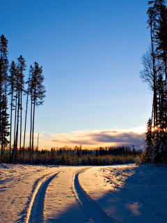 Обои January Forest in Snow 240x320