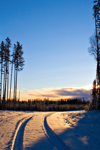 Das January Forest in Snow Wallpaper 320x480