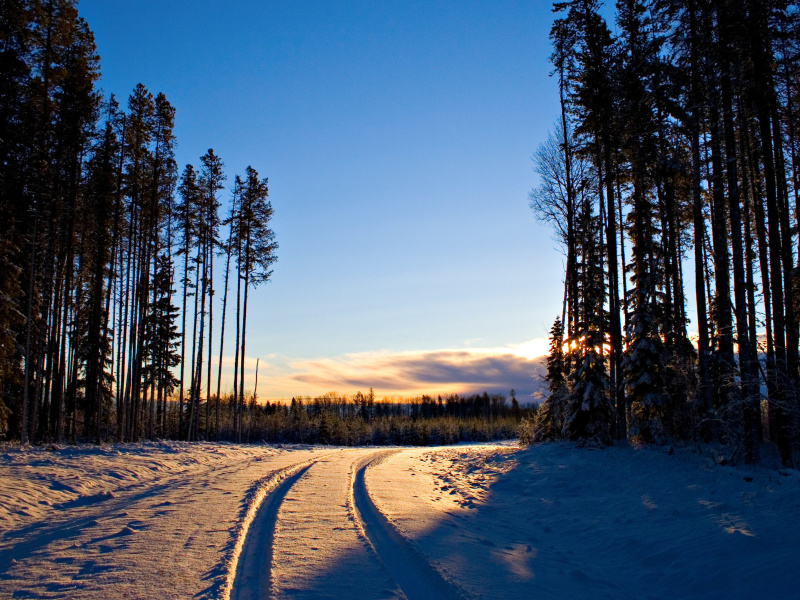 Fondo de pantalla January Forest in Snow 800x600