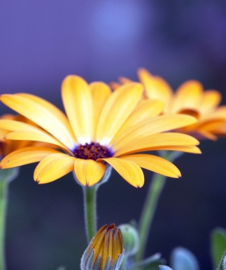 Rudbeckia Flowers - Obrázkek zdarma pro 640x1136