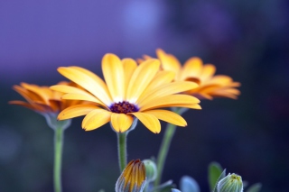 Rudbeckia Flowers Background for Android, iPhone and iPad
