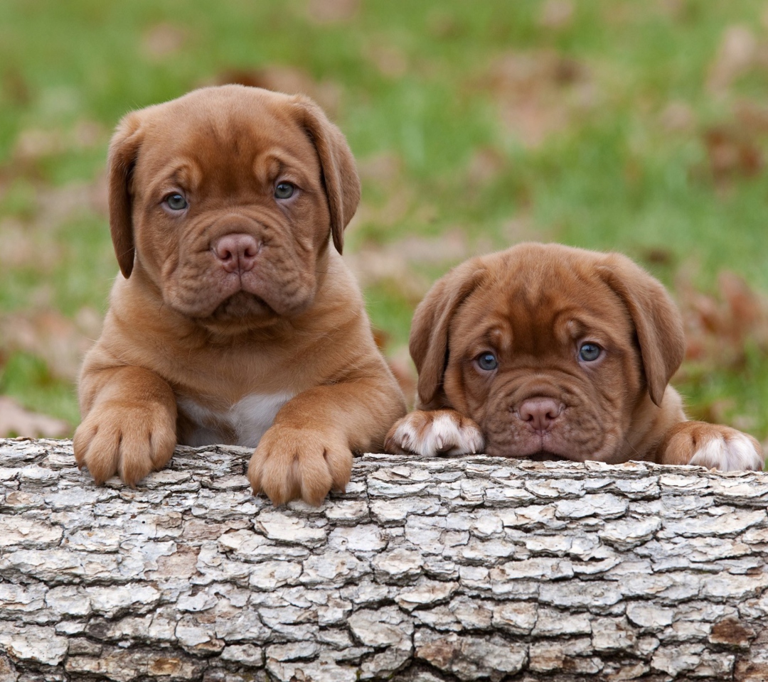 Screenshot №1 pro téma Dogs Puppies Dogue De Bordeaux 1080x960