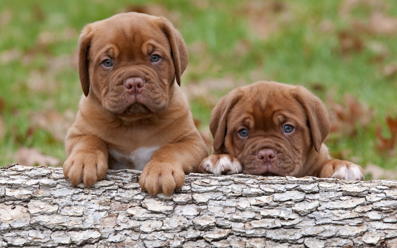 Sfondi Dogs Puppies Dogue De Bordeaux 1280x800